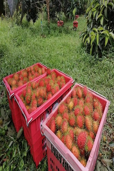 Rambutan