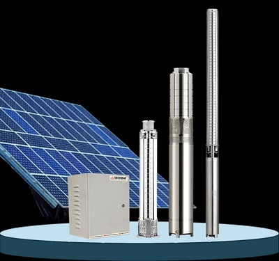 Yellow maize corn cobs